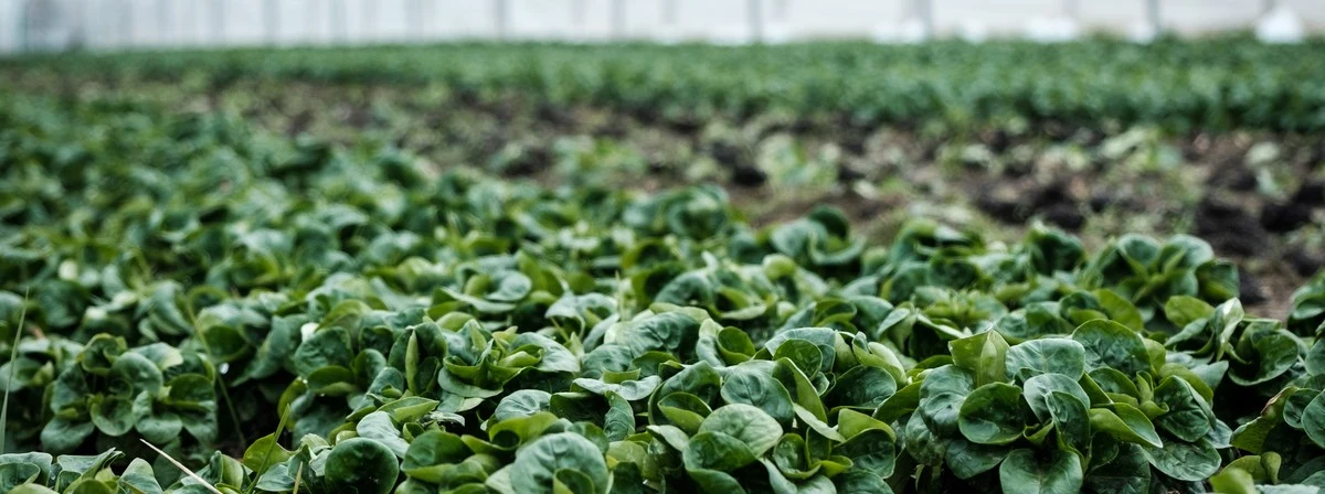 Growing Goodness